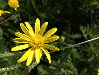 Close-up of yellow flower