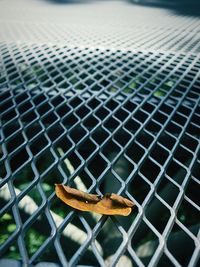 Close-up of lizard on metal fence