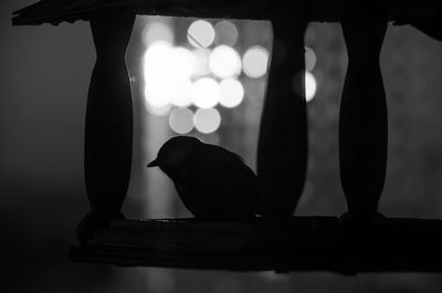 Silhouette of bird perching