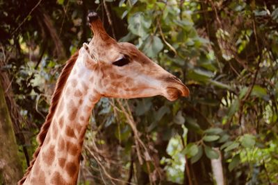 Close-up of giraffe