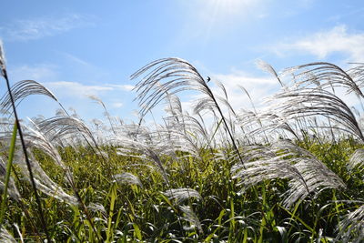 Low angle view of crops on field against sky