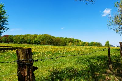 Scenic view of agricultural field against sky