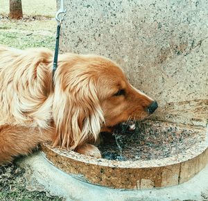 High angle view of dog drinking water