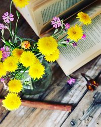 Close-up of multi colored daisy flowers