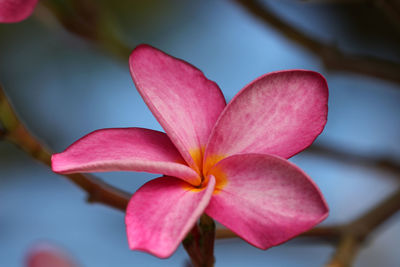 Close-up of pink flower