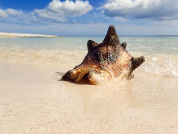 Lizard on the beach