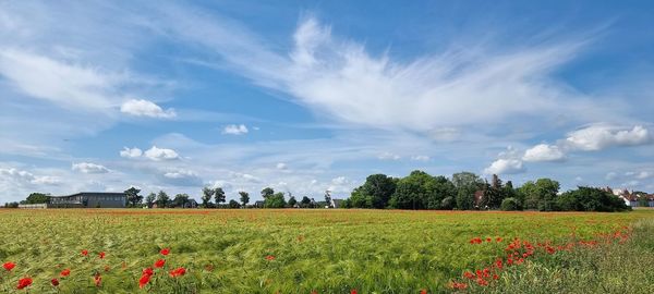 Scenic view of field against sky