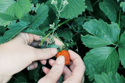 Cropped hand on woman harvesting strawberry at farm