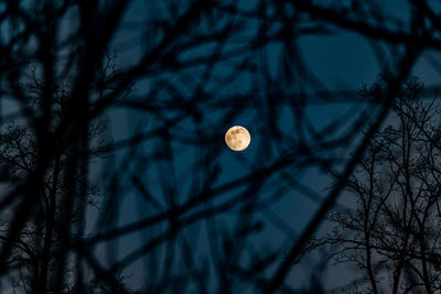 Low angle view of silhouette trees against sky at night