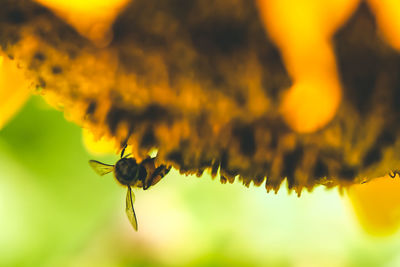 Close-up of bee on plant