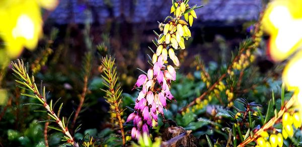 Close-up of purple flowering plants on field