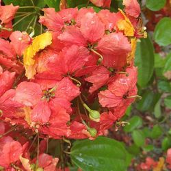 Close-up of pink flowers