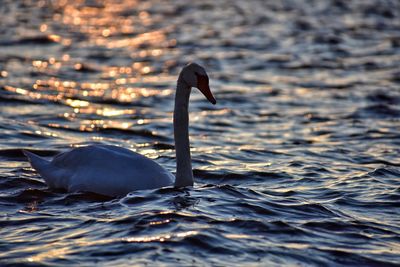 Swan swimming in lake