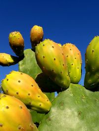 Close-up of prickly pear cactus