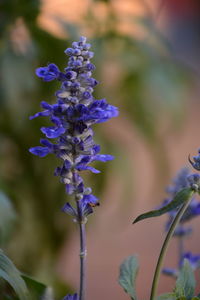 Close-up of purple flowering plant