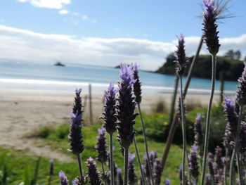 Close-up of thistle flowers growing at beach