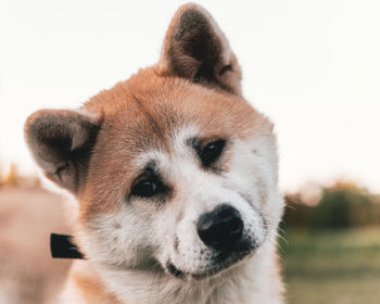 Close-up of dog looking away