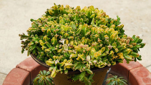 High angle view of potted plant