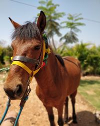 Close-up of a horse