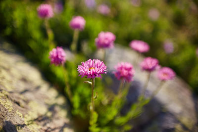 Close-up of pink flowering plant