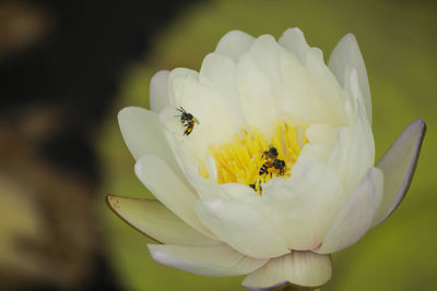 Close-up of bee on white flower