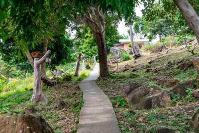 Footpath amidst trees