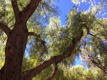 Low angle view of trees in forest