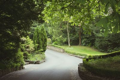 Road amidst trees in forest