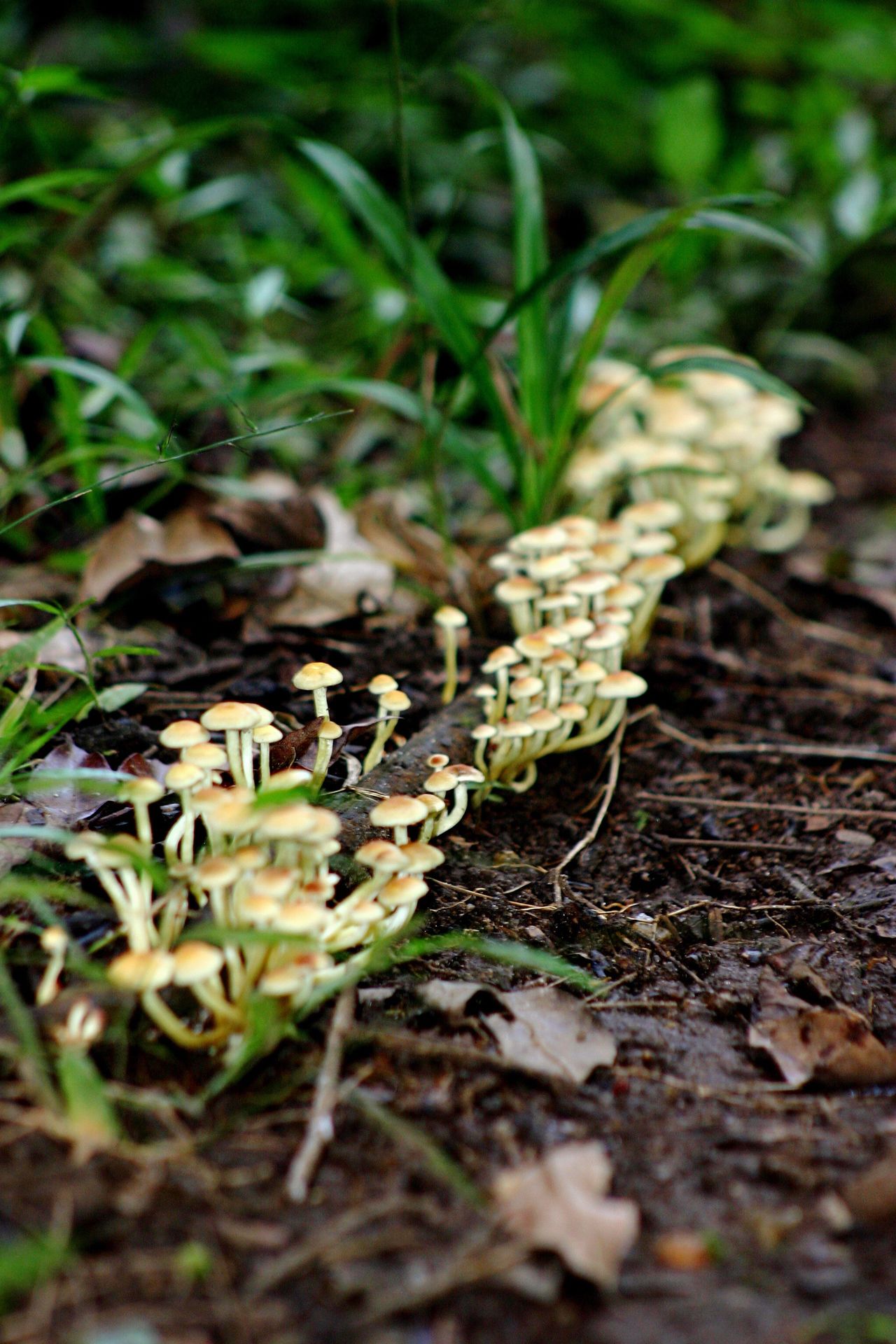Delicate mushrooms