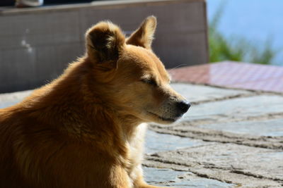Close-up of dog