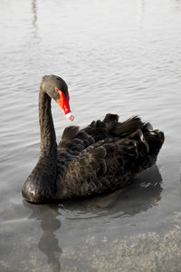 Swan swimming on lake