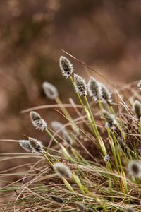 A beautiful cotton grass in a swamp in early spring