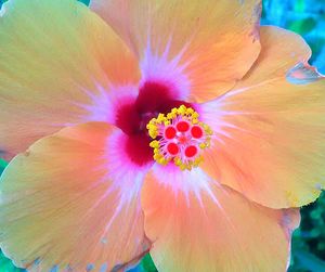 Close-up of orange flower