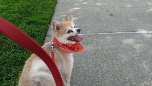 High angle view of dog standing on grass