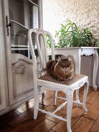 Portrait of cat sitting on chair by window