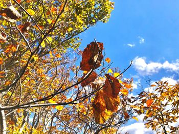 Low angle view of autumn leaves against sky