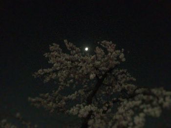 Low angle view of trees against sky at night