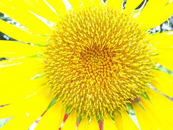Close-up of sunflower on plant