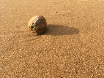 High angle view of shell on sand