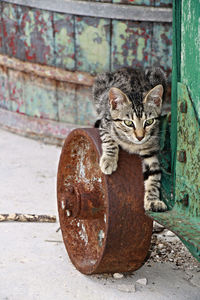 Close-up of cat on rusty wheel