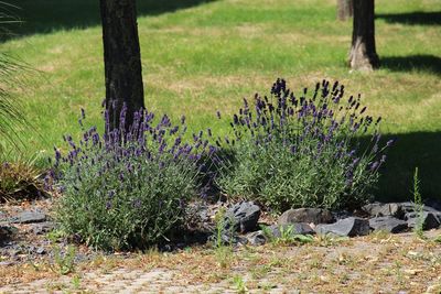 Purple flowers on field