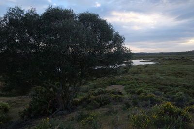 Scenic view of forest against sky