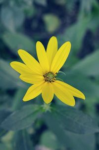 Close-up of yellow flower