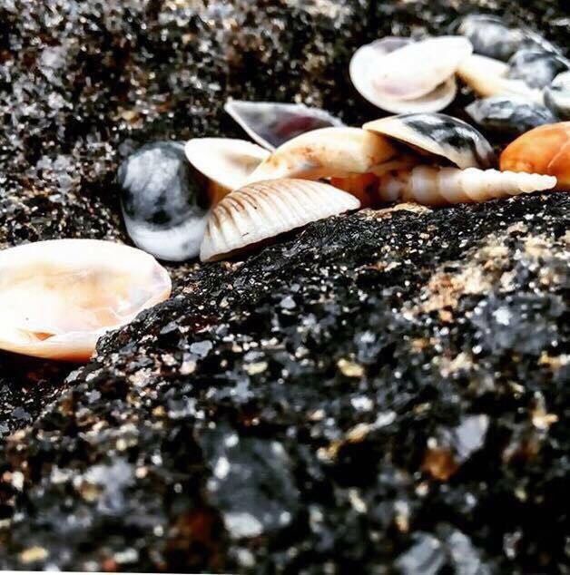 CLOSE-UP OF MUSHROOMS GROWING ON GROUND