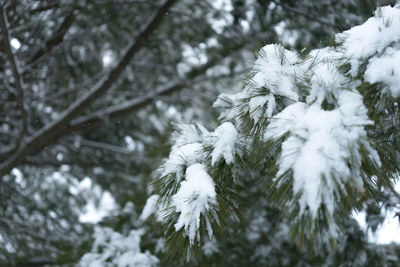 Close-up of snow covered pine tree