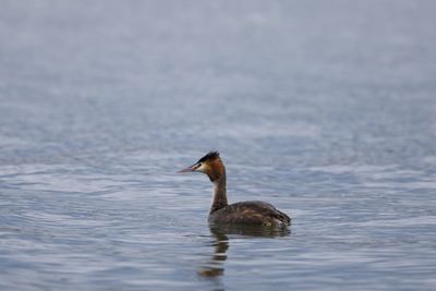 Close-up of duck swimming in lake