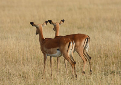 Side view of deer walking on grassy field