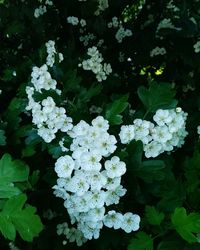 Close-up of white flowers