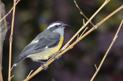 Close-up of bird perching on twig