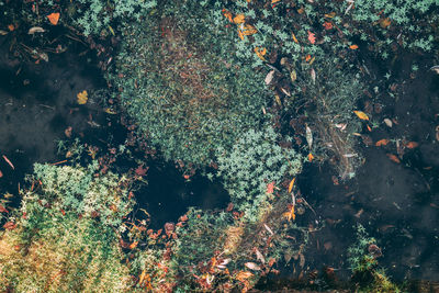 High angle view of plants by lake